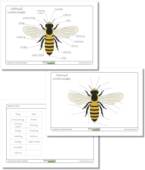 Anatomy of a honey bee