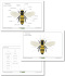 Anatomy of a worker honeybee (czcionka pismo szkolne)