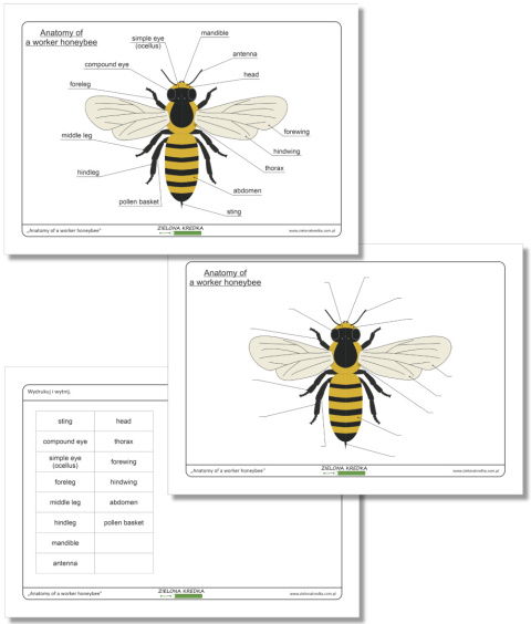 Anatomy of a worker honeybee