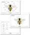 Anatomy of a worker honeybee (czcionka zwykła)