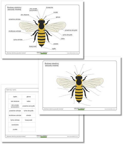 Budowa robotnicy pszczoły miodnej