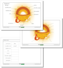 Structure of the Sun