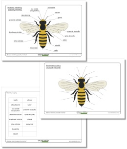 Edukacyjny zestaw do druku – budowa robotnicy pszczoły miodnej z opisami, materiały do nauki przyrody dla dzieci