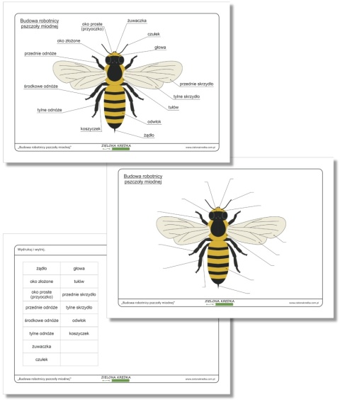 Edukacyjny zestaw do druku – budowa robotnicy pszczoły miodnej z opisami, materiały do nauki przyrody dla dzieci