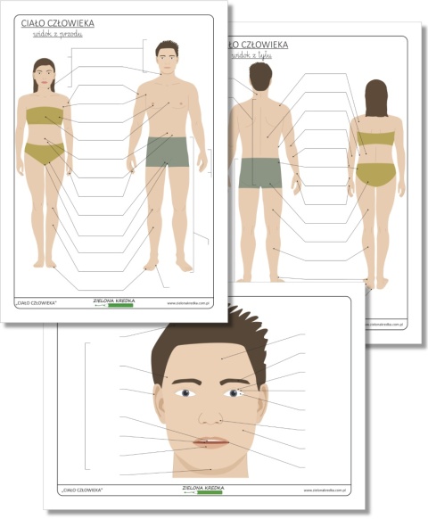 Ciało człowieka – trzy diagramy do samodzielnego uzupełniania, PDF edukacyjny, nauka anatomii i dopasowywanie części ciała