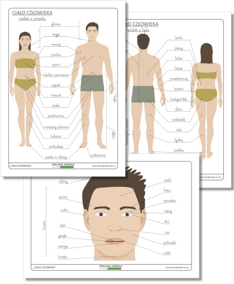 Ciało człowieka – edukacyjne diagramy z podpisami, czcionka pismo szkolne, PDF do druku, nauka anatomii dla dzieci