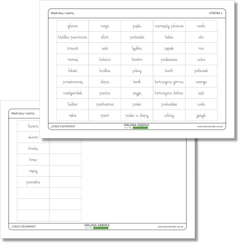 Karteczki z nazwami części ciała – zestaw PDF w czcionce pismo szkolne, nauka anatomii i dopasowywanie części ciała dla dzieci