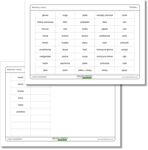 Karteczki z nazwami części ciała – zestaw PDF do druku, czcionka klasyczna, edukacyjna pomoc dla dzieci