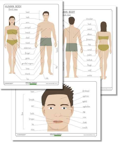 Human Body – edukacyjne diagramy z angielskimi podpisami, PDF w czcionce pismo szkolne, nauka anatomii i słownictwa