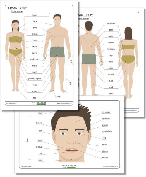 Human Body – edukacyjne diagramy z angielskimi podpisami, PDF do druku, nauka anatomii i angielskich nazw części ciała